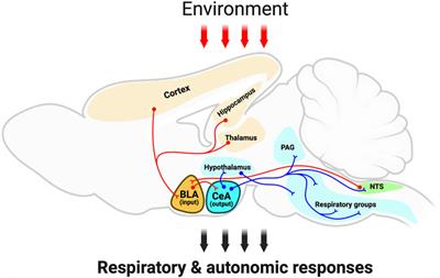 Amygdalar involvement in respiratory dysfunction